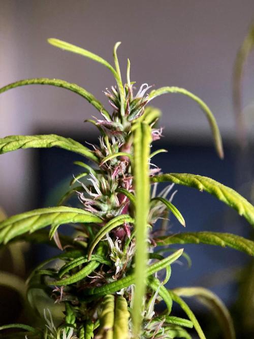 3M 🐵 Congo & x. Week 17