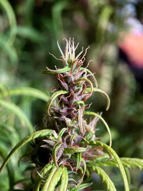 3M 🐵 Congo & x. Week 17