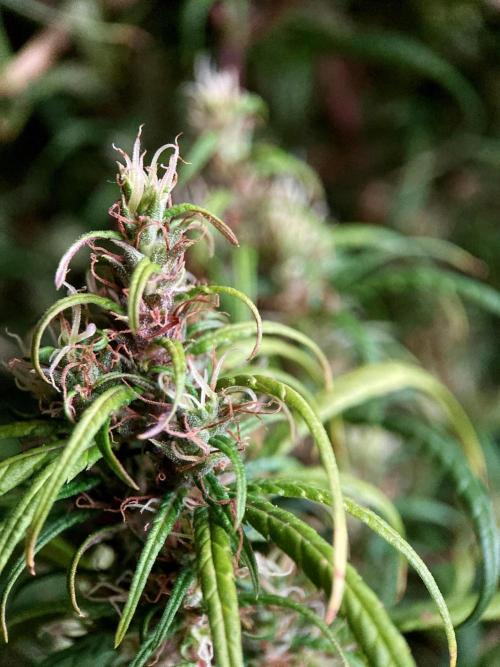 3M 🐵 Congo & x. Week 17