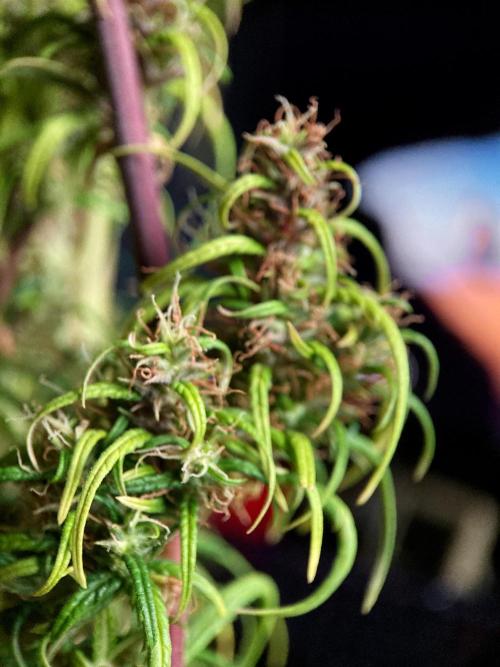 3M 🐵 Congo & x. Week 17