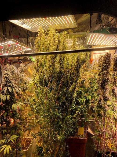 3M 🐵 Congo & x. Week 17