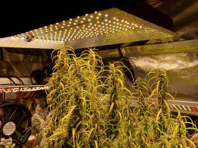 3M 🐵 Congo & x. Week 17