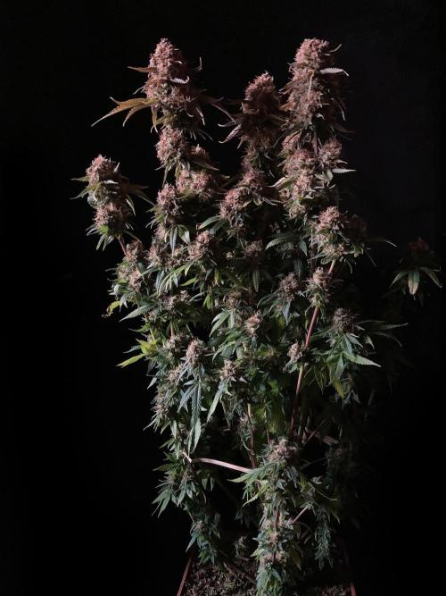 3M 🔥 Txerri Bilbo Haze. Week 17