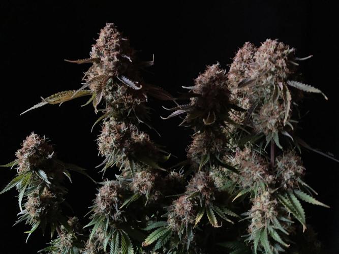 3M 🔥 Txerri Bilbo Haze. Week 17