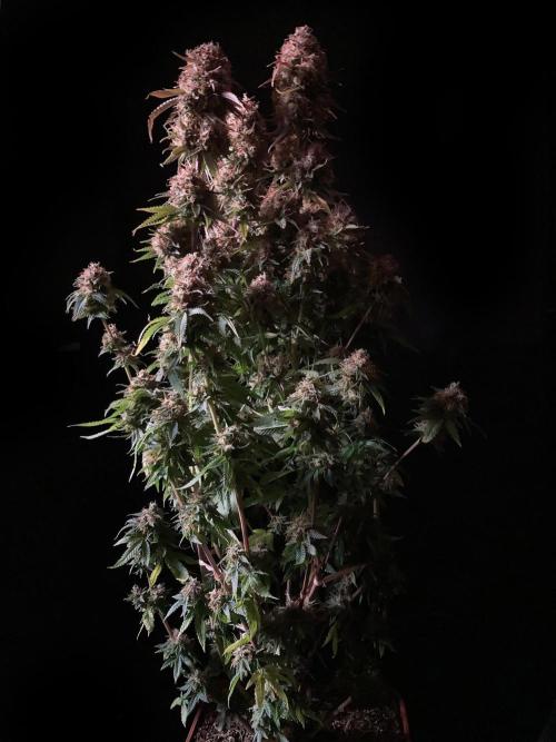 3M 🔥 Txerri Bilbo Haze. Week 17