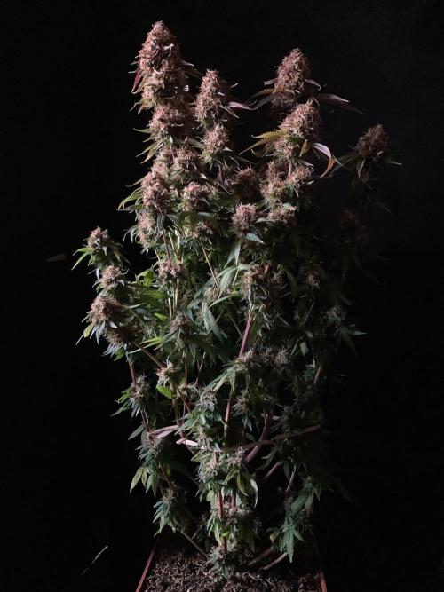 3M 🔥 Txerri Bilbo Haze. Week 17