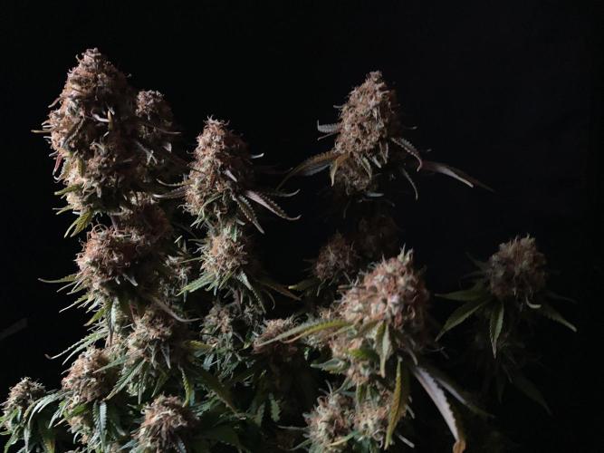 3M 🔥 Txerri Bilbo Haze. Week 17