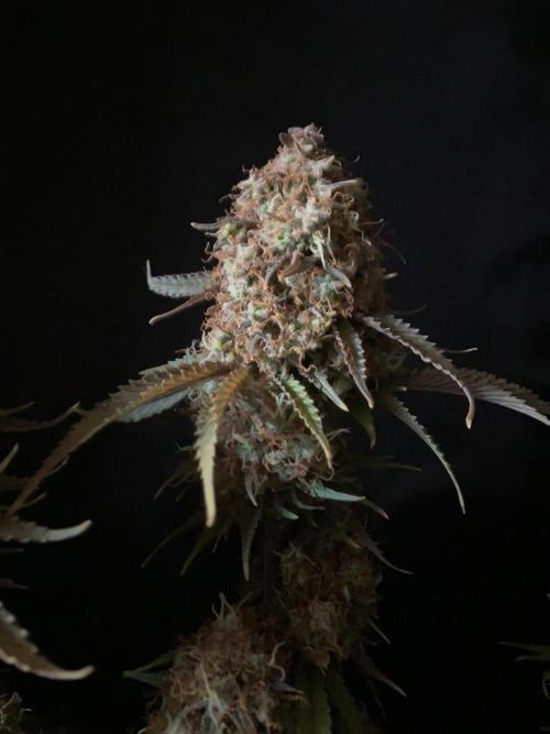 3M 🔥 Txerri Bilbo Haze. Week 17