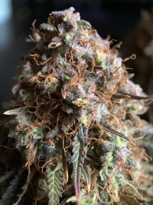 3M 🔥 Txerri Bilbo Haze. Week 17