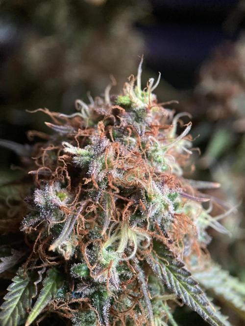 3M 🔥 Txerri Bilbo Haze. Week 17