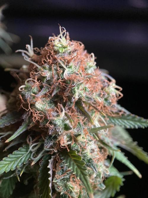 3M 🔥 Txerri Bilbo Haze. Week 17