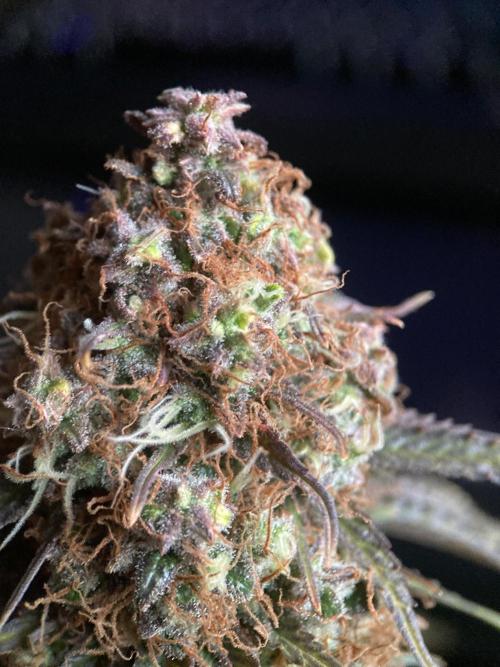 3M 🔥 Txerri Bilbo Haze. Week 17