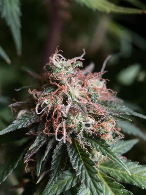 3M 🔥 Txerri Bilbo Haze. Week 17