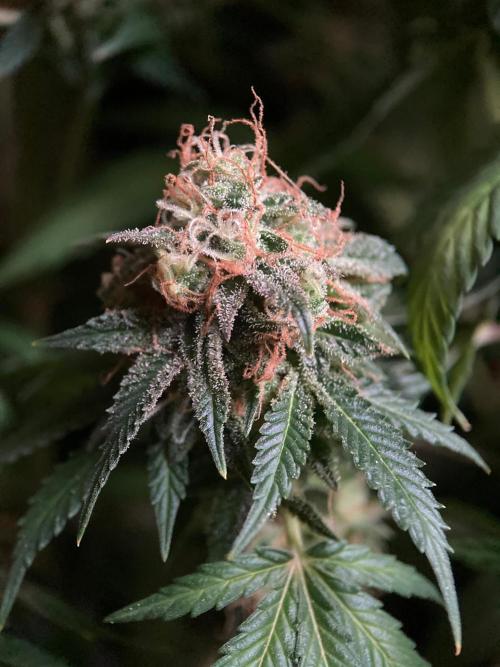 3M 🔥 Txerri Bilbo Haze. Week 17