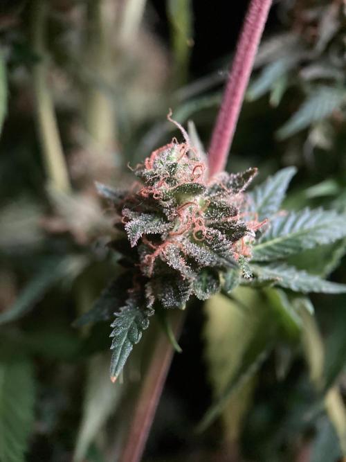 3M 🔥 Txerri Bilbo Haze. Week 17