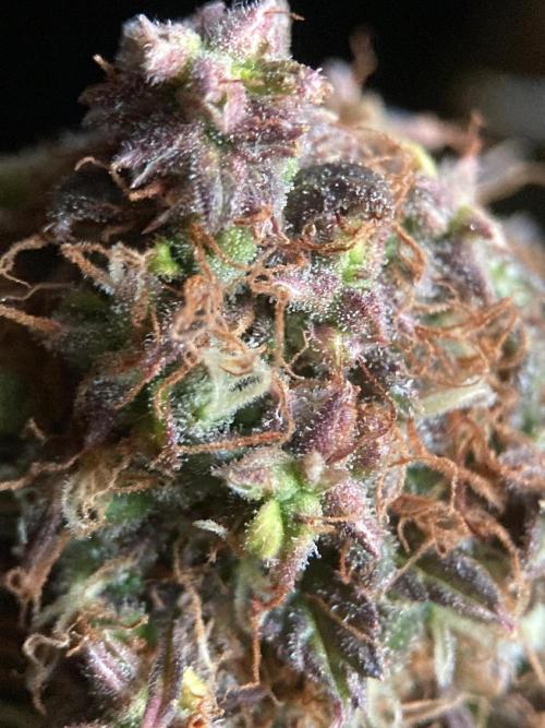 3M 🔥 Txerri Bilbo Haze. Week 17