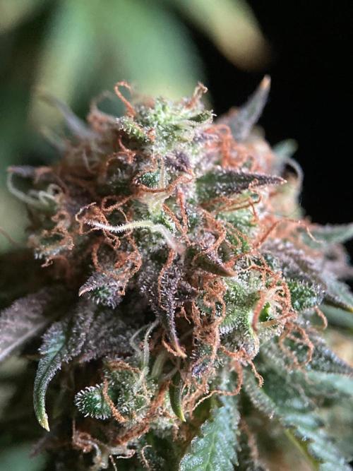 3M 🔥 Txerri Bilbo Haze. Week 17