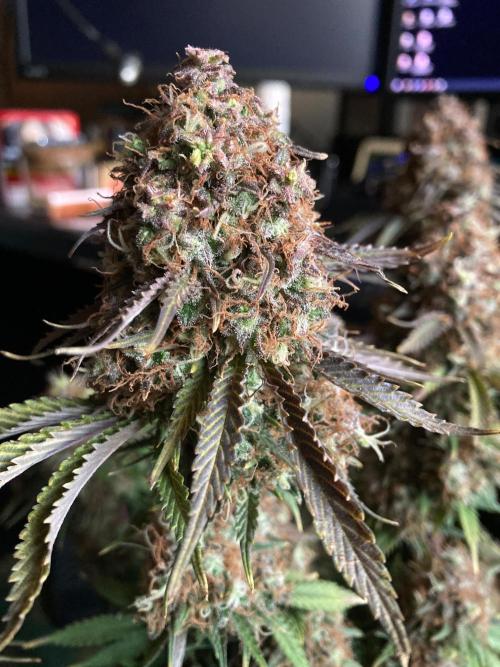 3M 🔥 Txerri Bilbo Haze. Week 17