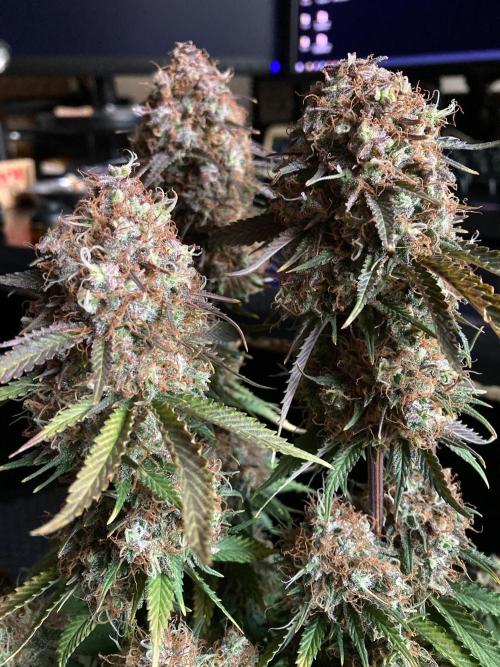 3M 🔥 Txerri Bilbo Haze. Week 17