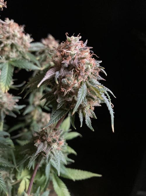 3M 🔥 Txerri Bilbo Haze. Week 17