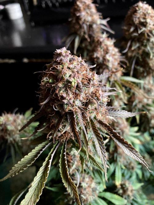 3M 🔥 Txerri Bilbo Haze. Week 17