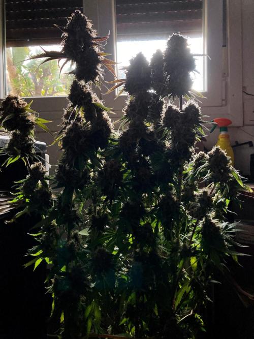 3M 🔥 Txerri Bilbo Haze. Week 17