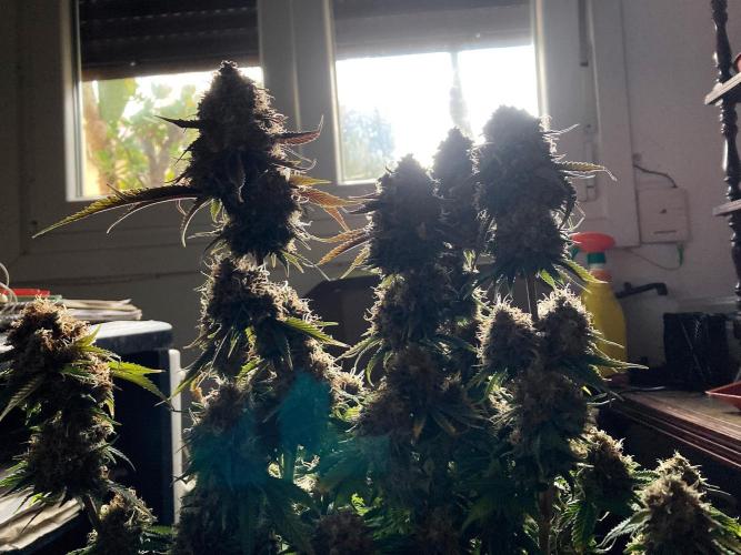 3M 🔥 Txerri Bilbo Haze. Week 17