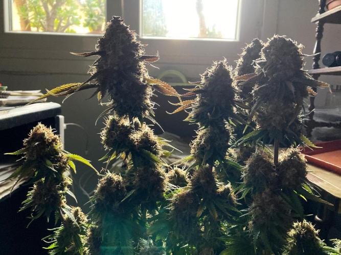 3M 🔥 Txerri Bilbo Haze. Week 17