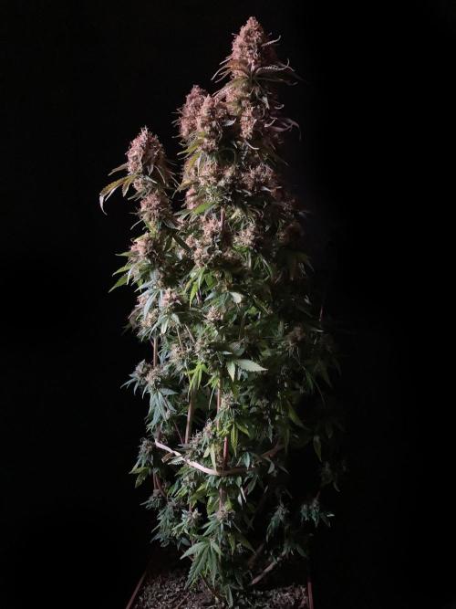 3M 🔥 Txerri Bilbo Haze. Week 17