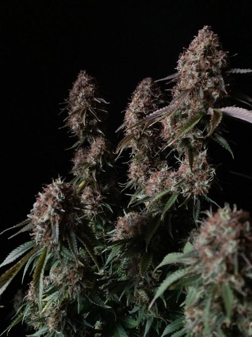 3M 🔥 Txerri Bilbo Haze. Week 17