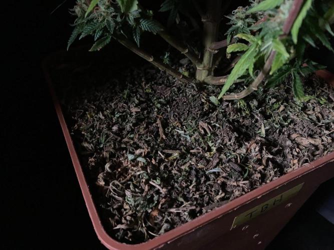 3M 🔥 Txerri Bilbo Haze. Week 17