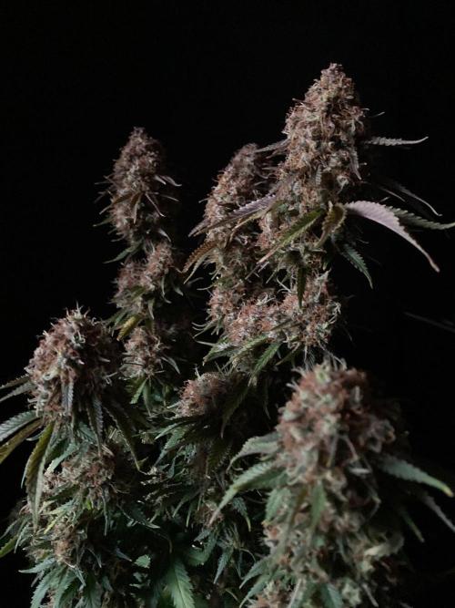 3M 🔥 Txerri Bilbo Haze. Week 17