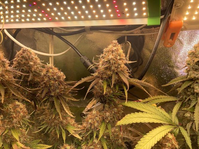 3M 🔥 Txerri Bilbo Haze. Week 17