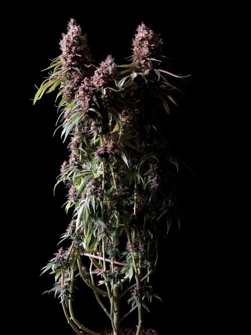 3M 🔻 Mendocino Purple Kush. Week 16