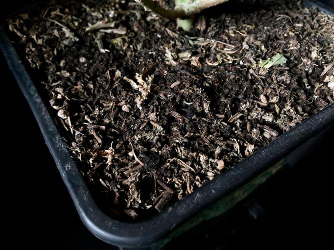 3M 🔻 Mendocino Purple Kush. Week 16