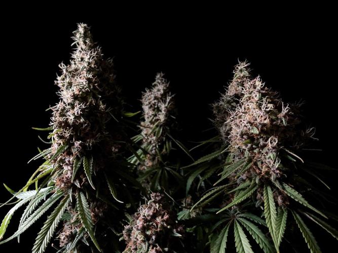 3M 🔻 Mendocino Purple Kush. Week 16