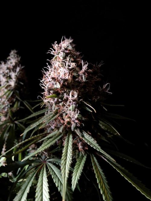 3M 🔻 Mendocino Purple Kush. Week 16