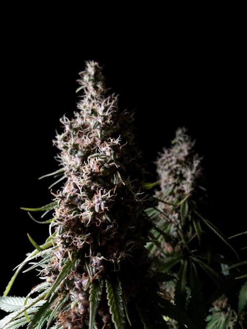 3M 🔻 Mendocino Purple Kush. Week 16