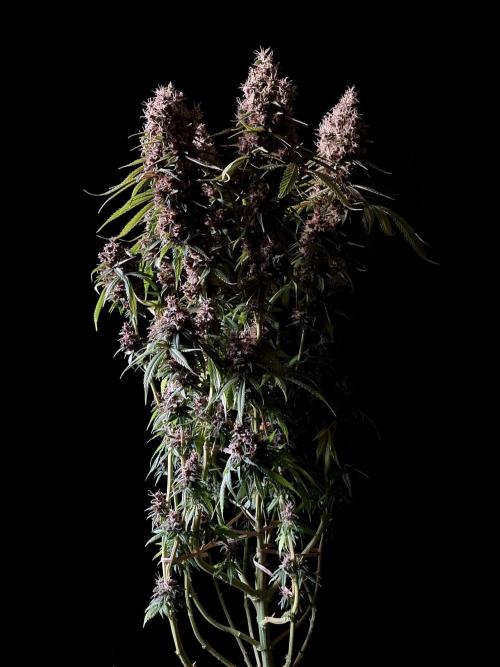 3M 🔻 Mendocino Purple Kush. Week 16