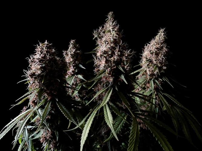 3M 🔻 Mendocino Purple Kush. Week 16