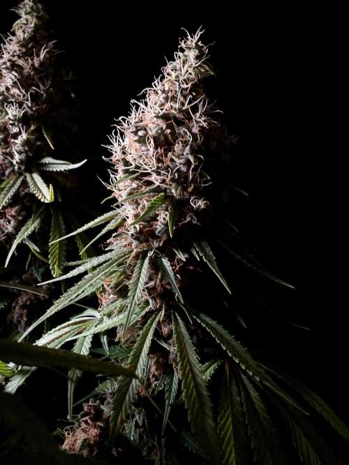 3M 🔻 Mendocino Purple Kush. Week 16