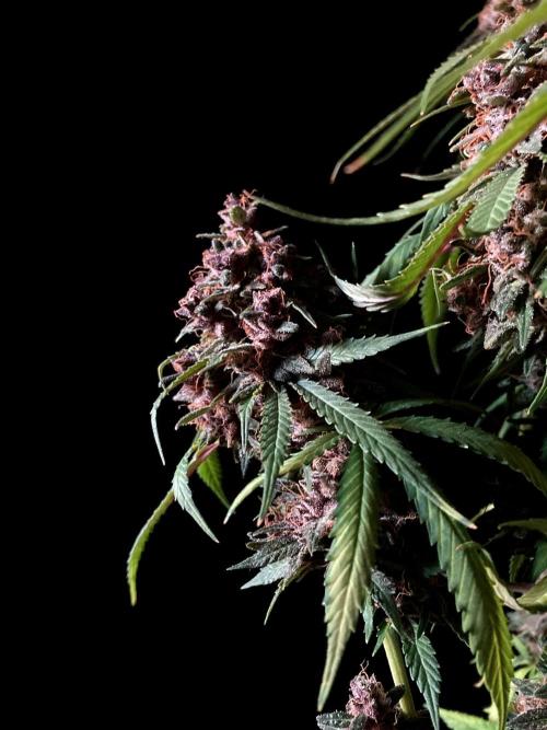 3M 🔻 Mendocino Purple Kush. Week 16