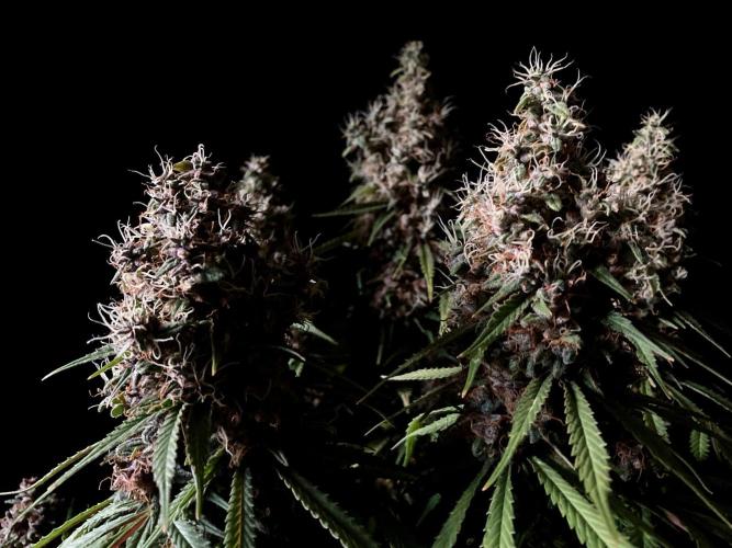 3M 🔻 Mendocino Purple Kush. Week 16