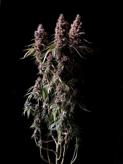 3M 🔻 Mendocino Purple Kush. Week 16