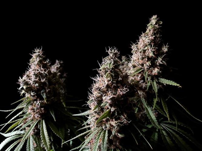 3M 🔻 Mendocino Purple Kush. Week 16