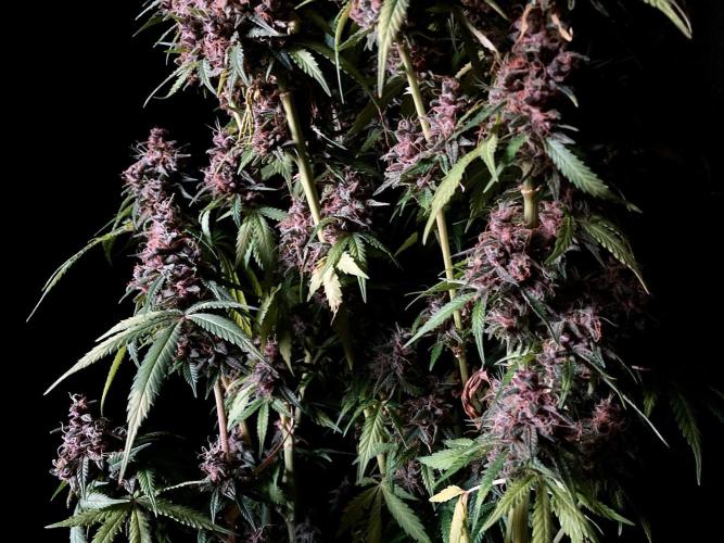 3M 🔻 Mendocino Purple Kush. Week 16