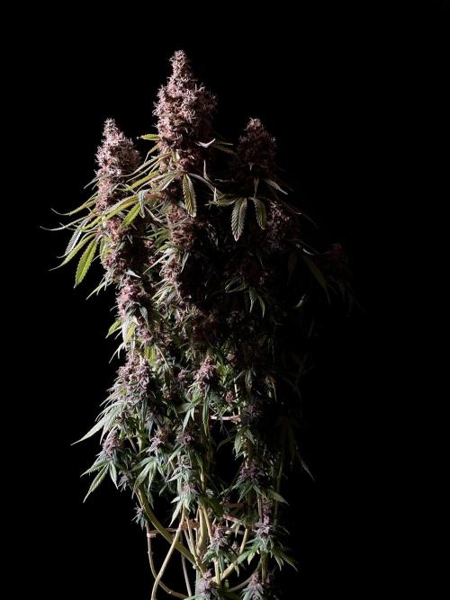 3M 🔻 Mendocino Purple Kush. Week 16