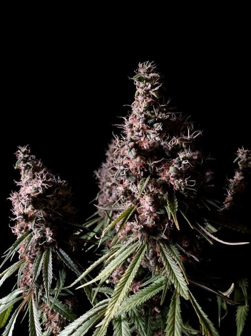 3M 🔻 Mendocino Purple Kush. Week 16