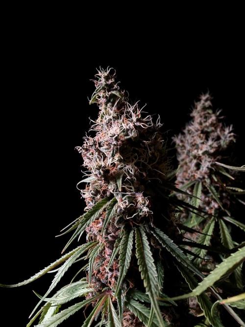 3M 🔻 Mendocino Purple Kush. Week 16