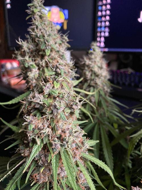 3M 🔻 Mendocino Purple Kush. Week 16